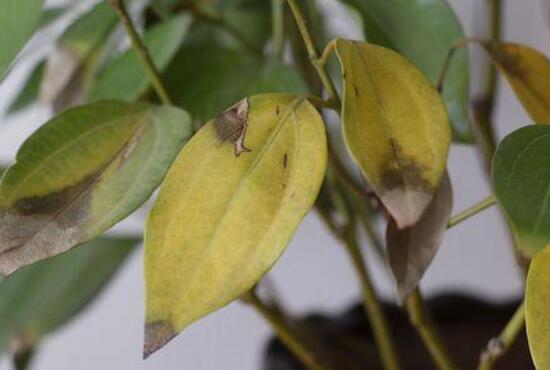 平安樹葉子發(fā)黃怎么辦，教你五個(gè)步驟來挽救