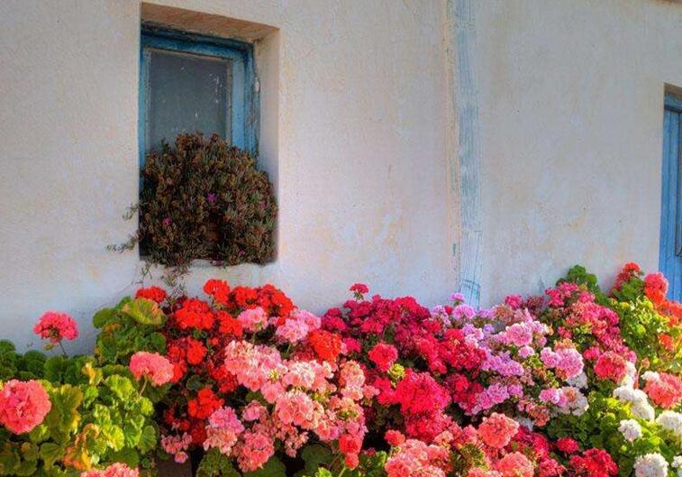 天竺葵插扦方法，杵插的時(shí)間要選對(duì)