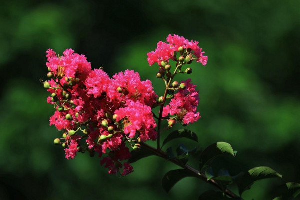 紫薇可以嫁接什么樹(shù)