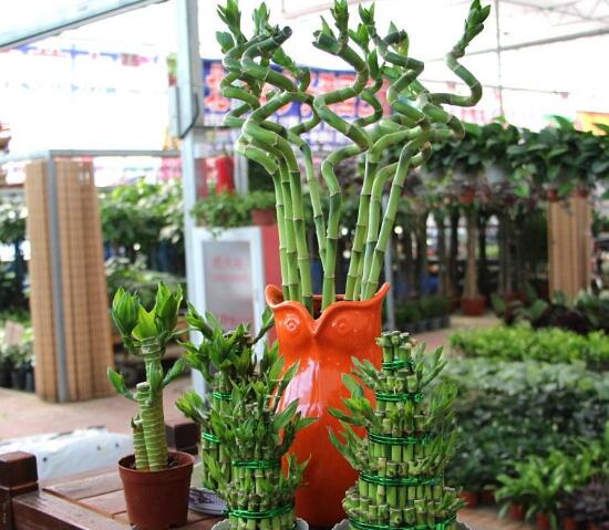 富貴竹開花什么預(yù)兆，富貴竹什么時候開花