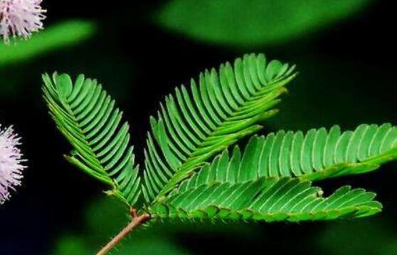 羞草怎么種，浸種晾干、覆土4厘米深(15天生根發(fā)芽)