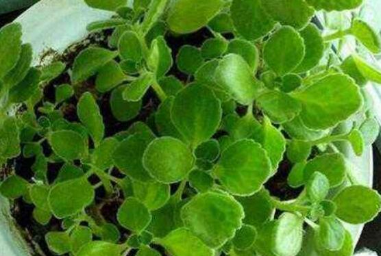 碰碰香放臥室可以嗎，可以/醒腦提神、凈化空氣、驅(qū)趕蚊蟲