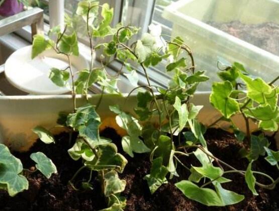 常春藤扦插步驟圖解，老農(nóng)總結(jié)六點最最簡易的基本步驟