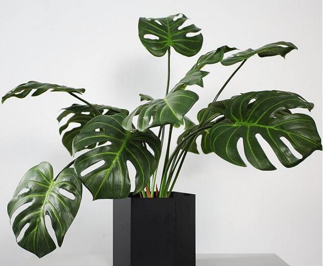 龜背竹葉子黃了怎么辦，要從土壤和澆水等4方面入手解決