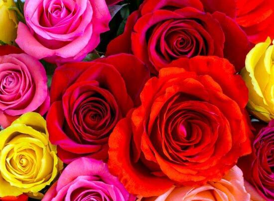 玫瑰花有毒嗎，玫瑰花可以在室內(nèi)養(yǎng)嗎