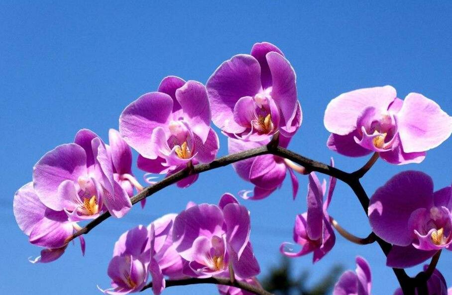 蝴蝶蘭花的養(yǎng)殖方法，及時(shí)換盆越來(lái)越生長(zhǎng)