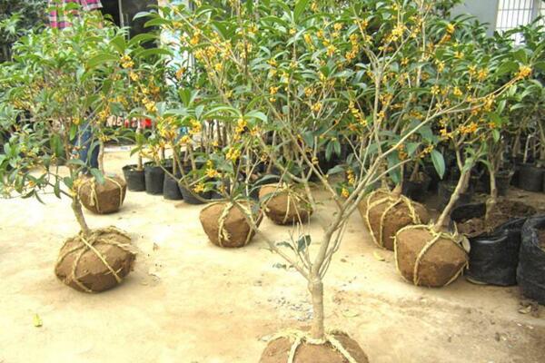 桂花樹冬天為什么會掉葉子，溫度過低、光照不足