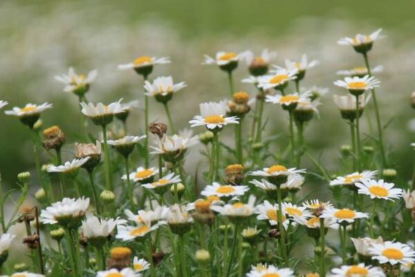 雛菊葉子蔫了怎么辦，找到原因及時(shí)進(jìn)行處理