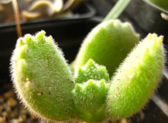 熊童子怎么養(yǎng)才能飽滿，老農(nóng)總結(jié)五個(gè)重要養(yǎng)護(hù)措施