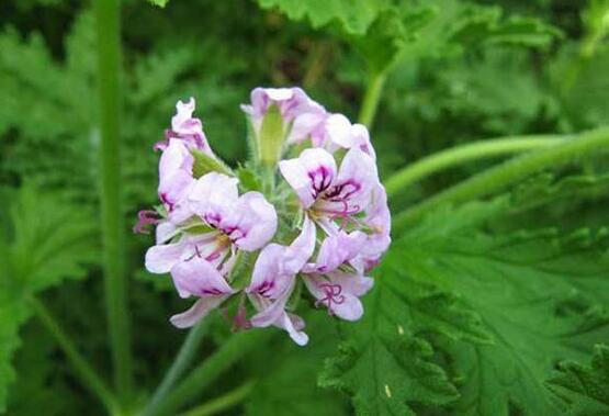 香葉天竺葵的養(yǎng)殖方法，老農(nóng)歸納出最有效的八大養(yǎng)殖方法
