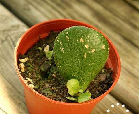 玉樹的繁殖方法，介紹葉插和枝插兩種繁殖方法