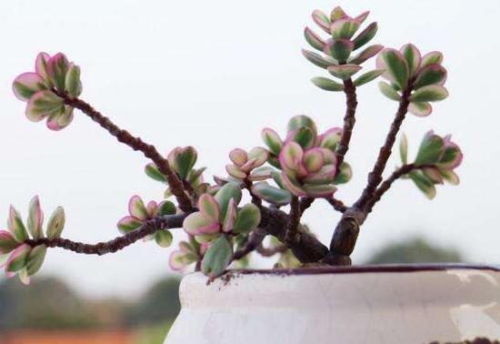 雅樂(lè)之舞的用途，盤(pán)點(diǎn)最實(shí)用四種價(jià)值