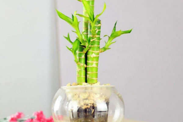 水養(yǎng)富貴竹怎么養(yǎng)才能更旺盛，選用礦物質水養(yǎng)殖