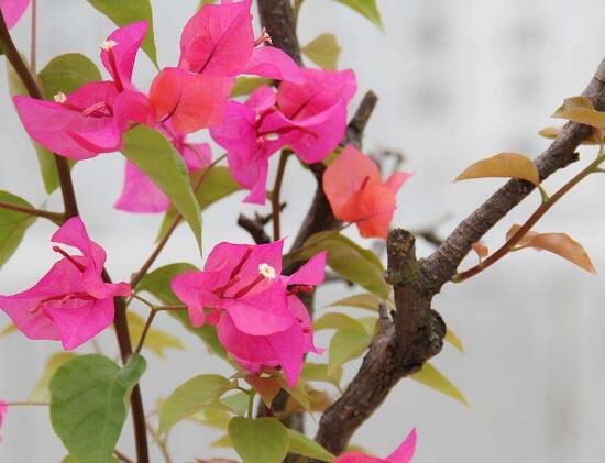 三角梅怎么養(yǎng)，三角梅的養(yǎng)殖方法