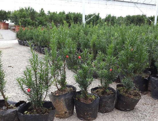 紅豆杉盆景冬天怎么養(yǎng)，教你五個好方法安然過冬