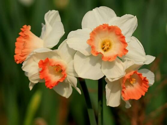 洋水仙土培好還是水培好，土培存活率高、水培易爛根