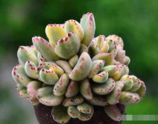 熊童子怎么養(yǎng)開花，做好五個(gè)要點(diǎn)花開爆盆