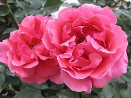 月季花冬季怎么施肥，三個(gè)簡單方法便可安然過冬