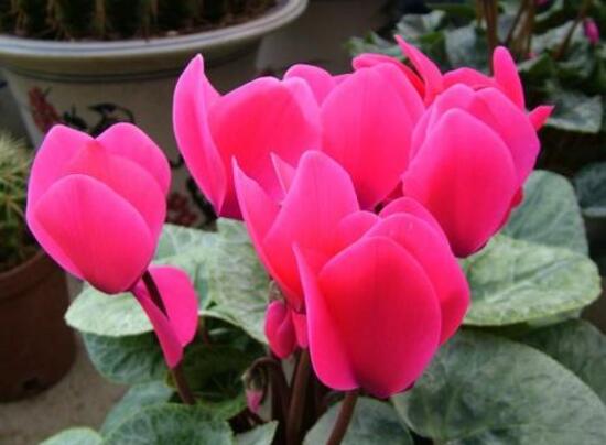 仙客來怎么施肥，仙客來施什么肥最好/液態(tài)肥為主