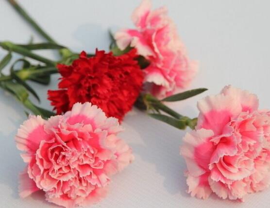 怎么讓康乃馨快速開花，教你五種花開爆盆最好方法