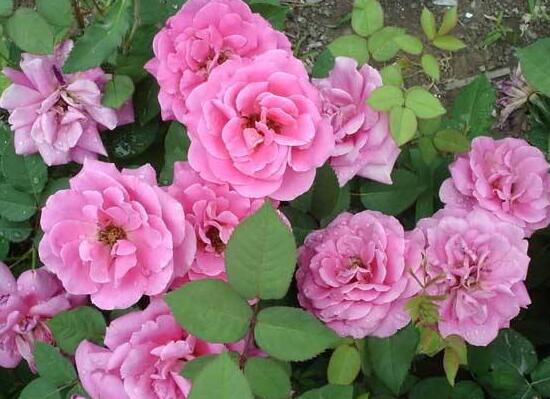 月季花花期是什么時(shí)候，月季花什么時(shí)候開花