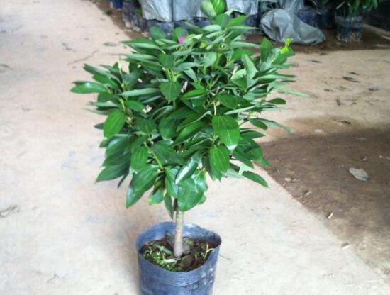 平安樹(shù)擺放什么位置好，平安樹(shù)的擺放禁忌