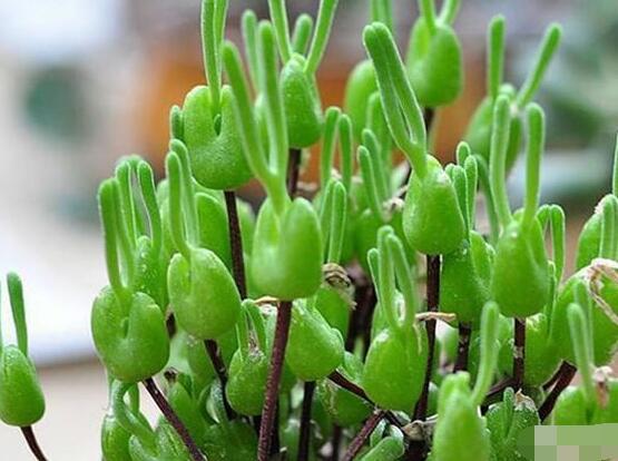 碧光環(huán)發(fā)芽后要澆水嗎，需要/只需要保持濕潤環(huán)境即可