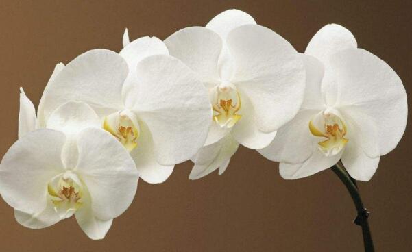 蝴蝶蘭的花期有多長，蝴蝶蘭花期可以施肥嗎