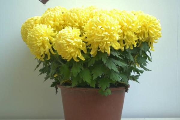 室內(nèi)適合養(yǎng)菊花嗎，可以養(yǎng)殖但要注意花頭有毒