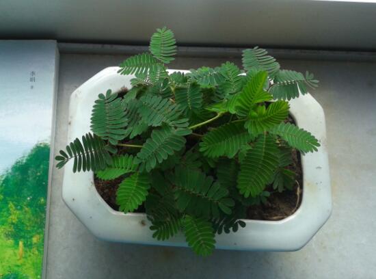 含羞草有毒嗎，含羞草可以放在臥室嗎/有毒觸碰掉頭發(fā)