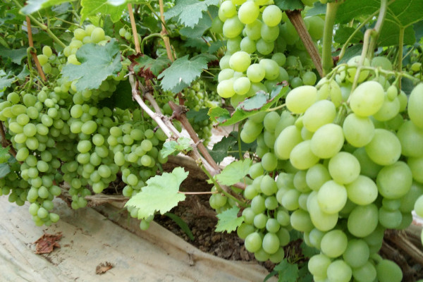 葡萄苗什么時(shí)候種植好，建議在秋季就播種