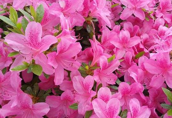 杜鵑花什么時(shí)候開，不同品種不同時(shí)期開