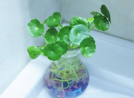 銅錢草怎么養(yǎng)比較茂盛，銅錢草的養(yǎng)殖方法