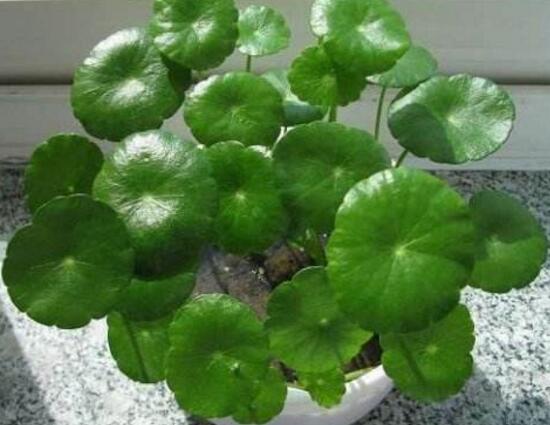 銅錢草有哪些品種，銅錢草品種圖片大全