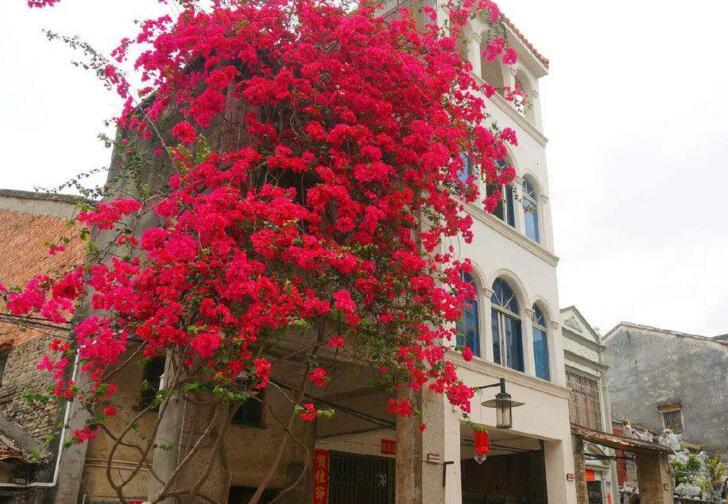 三角梅一年開幾次花，養(yǎng)護(hù)得當(dāng)整年開花