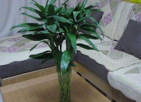養(yǎng)富貴竹幾支最吉利，富貴竹寓意是什么