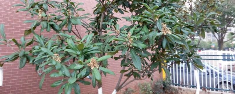 枇杷樹(shù)太高怎么修剪