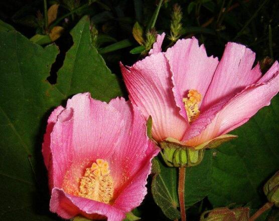 芙蓉花葉子黃了怎么辦，教你三種容易導致葉黃解決方法