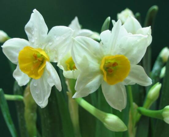 水仙花的繁殖方法大全，詳解最實(shí)用三種繁殖方法