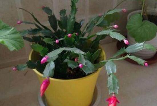 蟹爪蘭不開(kāi)花的原因，蟹爪蘭怎么修剪開(kāi)花多