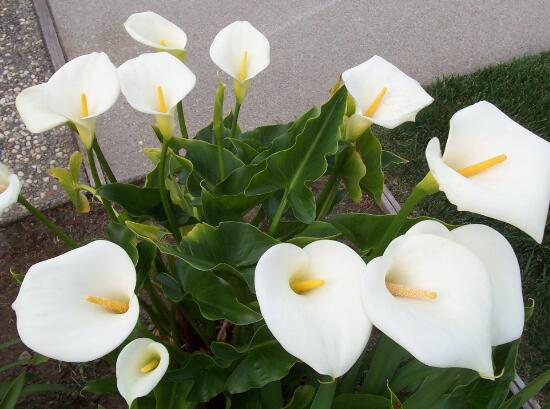 馬蹄蓮什么時(shí)候開花，馬蹄蓮不開花的原因