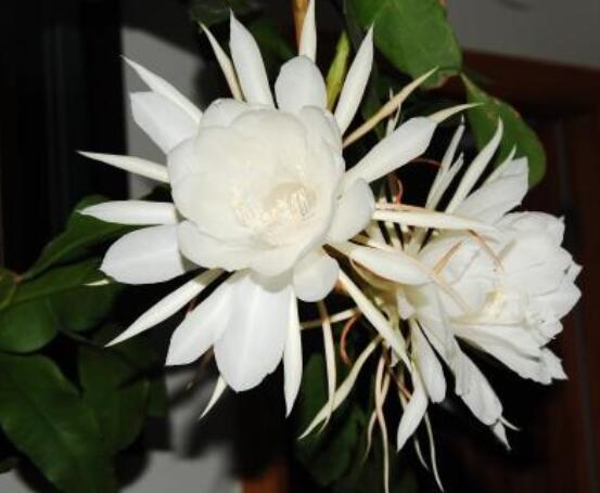 曇花怎么澆水，不同季節(jié)不同澆水量(見干見濕)