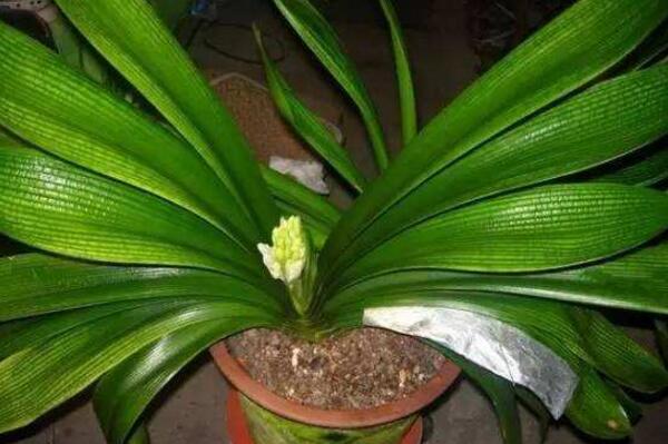 君子蘭開花后怎么處理，分為留種處理與不留種處理