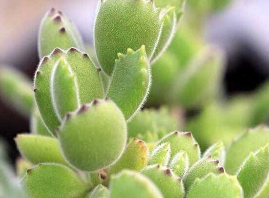 熊童子有毒嗎，無毒/驅(qū)除蚊蟲、美化環(huán)境