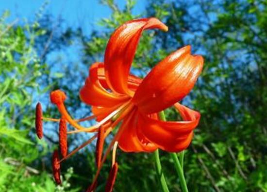 百合花有多少品種，百合花品種圖片大全