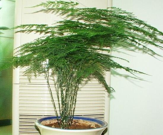 文竹的花語是什么，文竹開花寓意什么兆頭