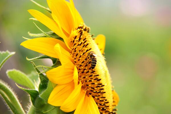 如何種向日葵，向日葵的播種方法詳解
