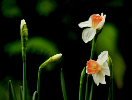 水仙冬天養(yǎng)殖的禁忌，注意四大養(yǎng)殖要點(光照/溫度/澆水/施肥)