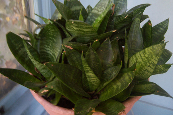 虎皮蘭常見(jiàn)問(wèn)題的解決辦法