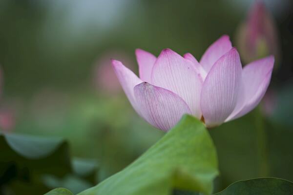 荷花怎么澆水，要保證3~5cm的水層